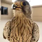 باشق مدرب على السوم