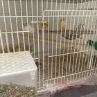 مجموعة كناري