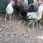 ديوك طيبة ماشاءالله