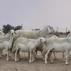 طلي فحل (صنف الصنف ) تم البيع