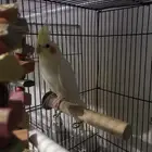 لاتينو