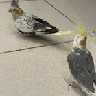 كناري ب700 مع قفص وبياضه جاهزه