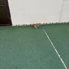 أرانب للبيع العدد 4