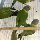 وصل دفعة طيور اوروبيا