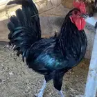 ديوك اسود صك لمعه