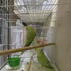 للبيع بغبغاء الدره متكلم نص واليف يطلع على يد مزاجي