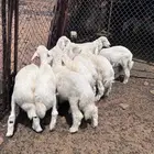طليان