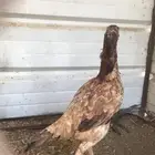 دجاجه باكستاني سندي