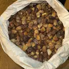 تمر علف للغنم