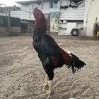 ديك شامو ياباني