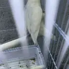 روز أليف