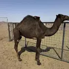 حوار مقفل على الحليب