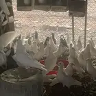 حمام فرنسي سوبر جابو