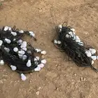 عقود لمبات للبيع