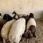 خرفان العدد10 نعيم العمر 6 شهور