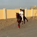 حصان واهو