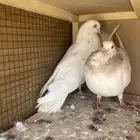 حمام بلجيكي