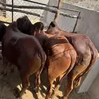 عجول بلدي فل شحم