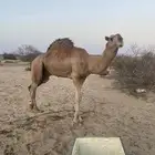 جمل حمر سنه رباع