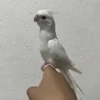 كروان البينو ( تمم البيع )