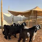 تيوس مخاصي شحم بريه