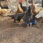 دجاج تركي بشاير