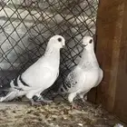 شامي نضيفه جدا