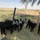 معزا
