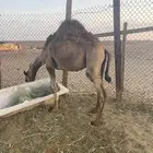 حاشي للبيع