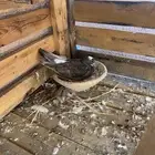 حمام لاهوري قلاب