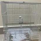 طير البادجي طير الحب