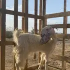 عنز فاخره