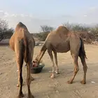 ابل للبيع