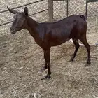 جفره محايلي