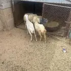 للبيع رخال رفيده العمر تقريب 4 اشهر العدد 5