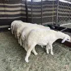 بهم