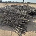 للبيع سعف نخل