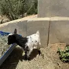 معزا قزم للبيع