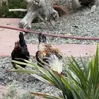 دجاج للبيع بلدي