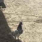 حمام باكستاني تب