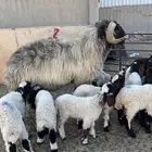 فحل نعيم شرررط النسف