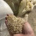 للبيع شعير بلدي