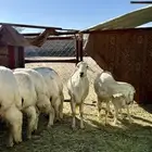 غنم صنف فاخر 11 عليها 13 ( تم البيع )