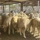 رخال حريه مراح واحد