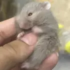 هامستر للبيع الوانهم مره حلوه