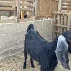 عنز