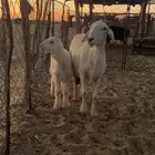حريه حدرها خروف