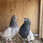 جوز بكستاني تيدي