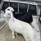 خروف ورخل للبيع( تم البيع)