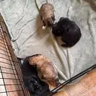 كلاب للبيع عمر 4 أسابيع 1000 ريال